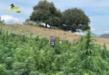 Sequestrate 3 piantagioni di canapa, produzioni da 15 milioni