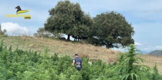 Sequestrate 3 piantagioni di canapa, produzioni da 15 milioni