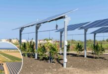 Agrivoltaico, al via impianto hitech Enea/Ef solare Italia in Calabria