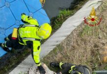 Milano, Vigili del Fuoco recuperano capriolo dalle acque del Naviglio