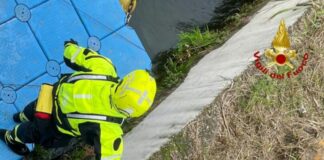 Milano, Vigili del Fuoco recuperano capriolo dalle acque del Naviglio