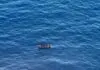 Lampedusa, neonata morta per ipotermia dopo lo sbarco
