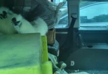 Milano, lascia due galline per giorni nell’auto in sosta. Denunciato