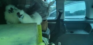 Milano, lascia due galline per giorni nell’auto in sosta. Denunciato