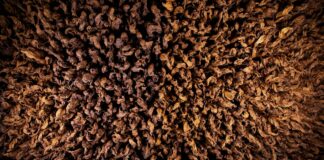 Manifatture Sigaro Toscano lancia “Terre”, omaggio alle radici italiane