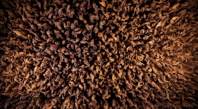 Manifatture Sigaro Toscano lancia “Terre”, omaggio alle radici italiane