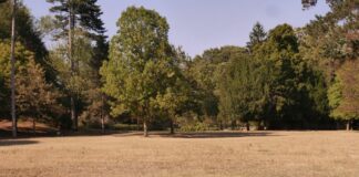 Finanziata messa a dimora di 23 mila nuove piante su 26 ettari