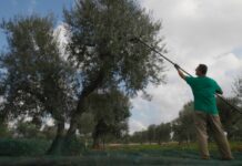 Vola l’export di Olio d’oliva, la Puglia sempre al primo posto
