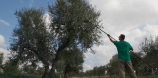 Vola l’export di Olio d’oliva, la Puglia sempre al primo posto