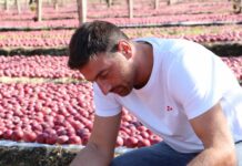 Annurca Campana prima mela certificata in blockchain