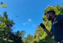 Scoperte tre piantagioni di marijuana nel Lametino, una denuncia