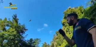 Scoperte tre piantagioni di marijuana nel Lametino, una denuncia