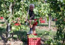 Verona proclamata da Oiv “Città internazionale della vite e del vino”