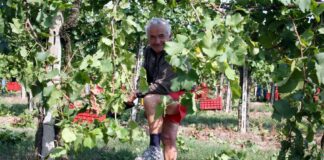 Verona proclamata da Oiv “Città internazionale della vite e del vino”