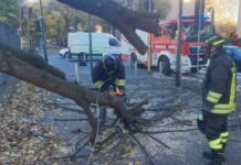 Milano, albero cade su marciapiede per il vento. Nessun coinvolto