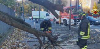 Milano, albero cade su marciapiede per il vento. Nessun coinvolto