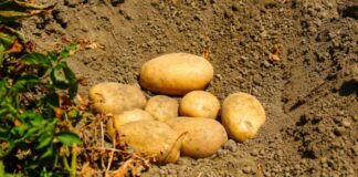Potatoes Forever!, le patate del raccolto 23/24 sulle tavole per Natale