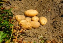 Potatoes Forever!, le patate del raccolto 23/24 sulle tavole per Natale