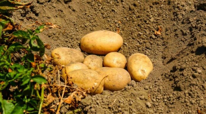 Potatoes Forever!, le patate del raccolto 23/24 sulle tavole per Natale