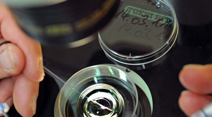 Procreazione assistita è nei LEA, Salutequità “Evitare diseguaglianze”