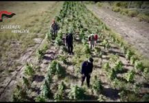 Vibo Valentia, vasta operazione antidroga, dieci misure cautelari