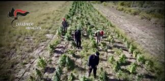 Vibo Valentia, vasta operazione antidroga, dieci misure cautelari