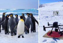 Antartide, ENEA utilizza il supercalcolo per il censimento dei pinguini