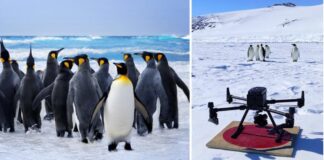 Antartide, ENEA utilizza il supercalcolo per il censimento dei pinguini