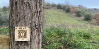 Un albero a ogni dipendente, nasce il bosco Intecs in Abruzzo