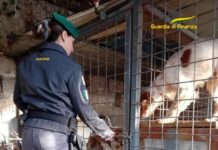 Individuato canile lager nel Veronese, un denunciato. Cani in sicurezza