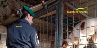 Individuato canile lager nel Veronese, un denunciato. Cani in sicurezza