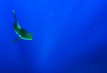 Due turisti italiani attaccati da squalo nel Mar Rosso, uno è morto