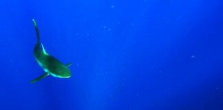 Due turisti italiani attaccati da squalo nel Mar Rosso, uno è morto