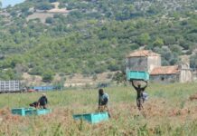 In Toscana rinnovato protocollo contro il caporalato in agricoltura