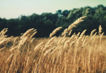 Rinnovato l’accordo tra il Gruppo Barilla e i cerealicoltori dell’Emilia-Romagna campo di grano