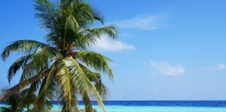 3 destinazioni perfette per trascorrere il Natale in spiaggia spiaggia delle Maldive con palma