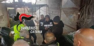 Liquami e carcasse di animali, sospesa l’attività di un allevamento nel Catanese