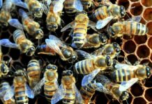 Confagricoltura, gli apicoltori incontrano Schillaci e Lollobrigida: “Il benessere delle api è un fattore strategico”