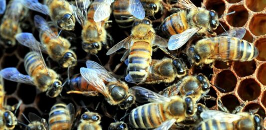 La Regione investe oltre 929 mila euro nel settore dell’apicoltura