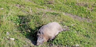 Peste suina africana, confermato un caso in provincia di Piacenza