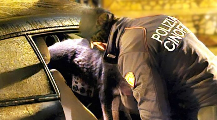 Stroncato traffico di droga a Caltanissetta, 8 misure cautelari