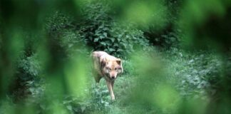 Avvistamenti di lupi, inviata ai sindaci una brochure informativa