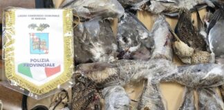 Due maltesi arrestati in Sicilia per caccia illegale