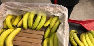 Sequestrati a Vado Ligure 24 kg di coca nascosti in un carico di banane