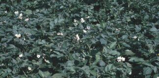 Dalla Regione oltre 108 milioni per i settori ortofrutta e patate