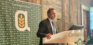 Liguria, Piana “Riconoscimento Igp oliva Taggiasca fondamentale”