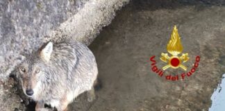 Milano, lupo bloccato su roggia del Naviglio. Vvf impegnati nel recupero