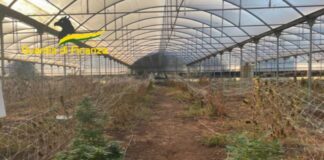 Sequestrati a Bari 610 chili di marijuana, due indagati