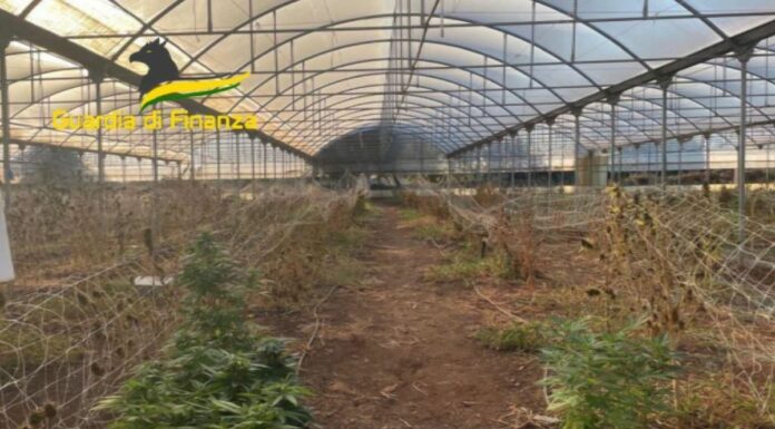 Sequestrati a Bari 610 chili di marijuana, due indagati