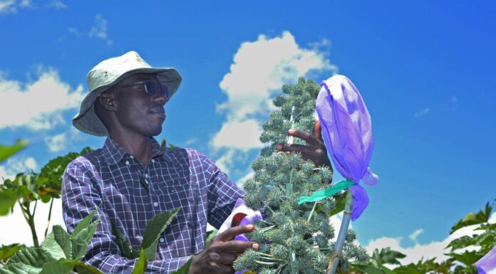 Biocarburanti, certificazione ISCC per un progetto di Eni in Kenya